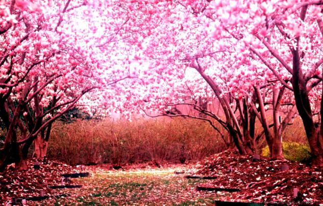 Cherry Blossom Wallpaper Desktop 1920X1080 | Amazing Wallpapers