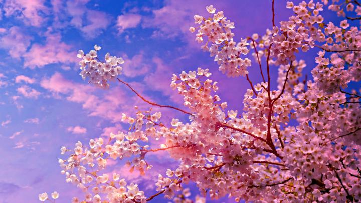 1920x1080 Cherry Blossom Tree 4k 5k Laptop Full HD 1080P HD 4k 