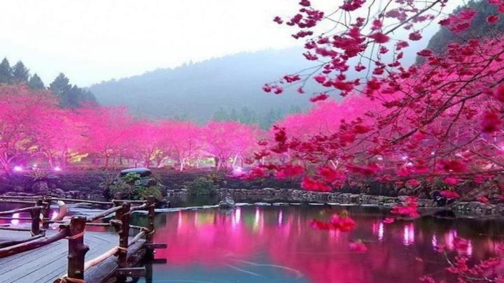 Cherry Blossom Wallpapers