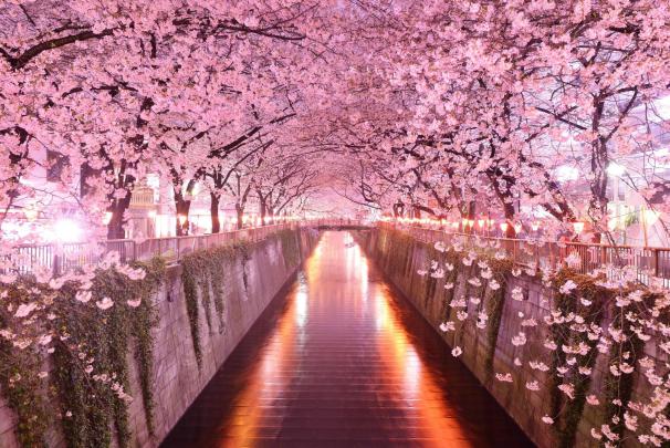 Cherry Blossom Desktop Wallpapers - Top Free Cherry Blossom Desktop 