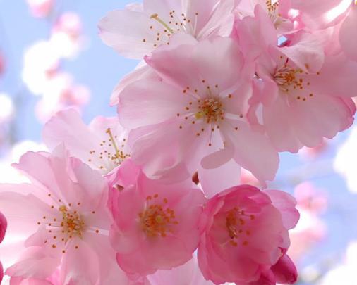 Free download Pink Cherry Blossom Wallpaper for iPhone Wallpaper with 