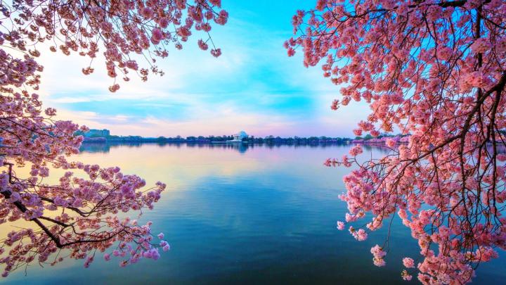 Cherry Blossom Desktop Wallpapers - Top Free Cherry Blossom Desktop 