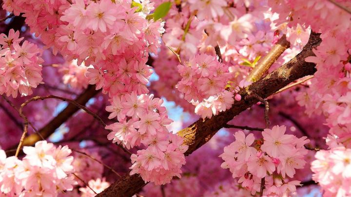 Spring Wallpapers 1920x1080