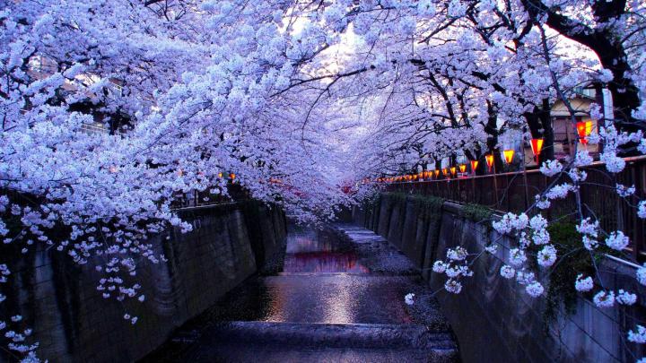 Cherry Blossom Wallpapers - Top Free Cherry Blossom Backgrounds 