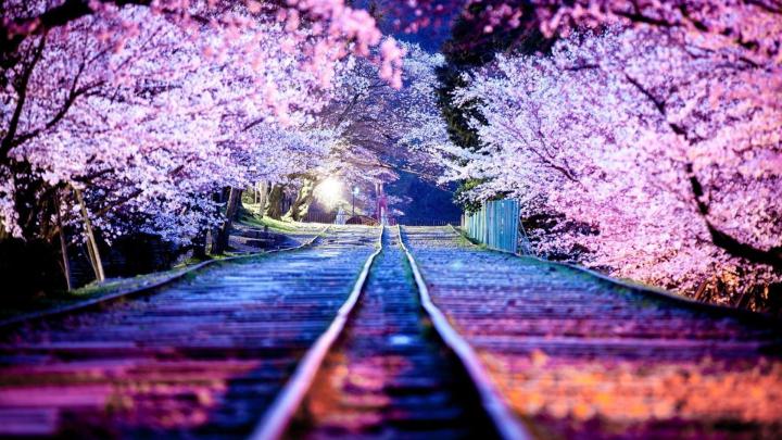 Cherry Blossoms HD Wallpaper | Background Image | 1920x1080 | 937174 