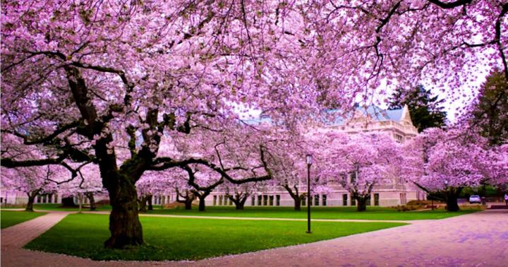 Cherry Blossom Wallpaper Desktop 1920X1080 | Amazing Wallpapers