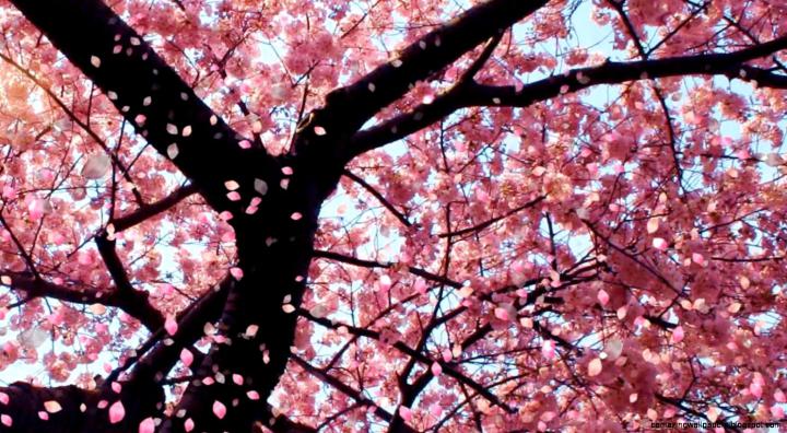 Cherry Blossom Wallpaper Desktop 1920X1080 | Amazing Wallpapers