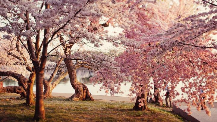 10 Most Popular Cherry Blossom Wallpaper Desktop 1920X1080 FULL HD 1920 