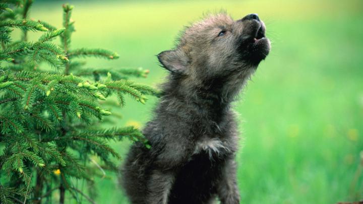 Wolf Desktop Wallpaper 1920x1080 (69+ images)