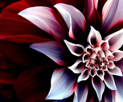 [49+] 3D Flower Desktop Wallpaper 