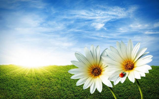 3D Flowers and Beetle | Full HD Desktop Wallpapers 1080p