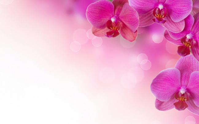 Pink Flower Backgrounds