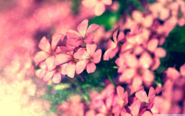 Pink Flower Desktop Wallpapers