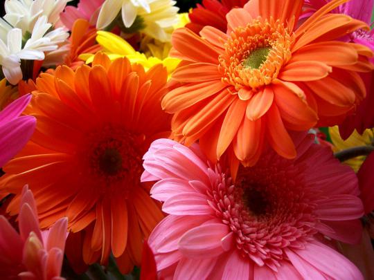 Flowers Wallpapers: Flowers Wallpapers
