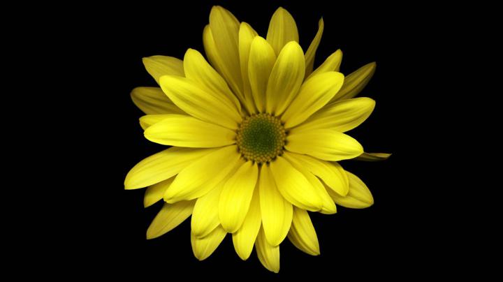 [39+] 1366x768 Flower PC Wallpaper 