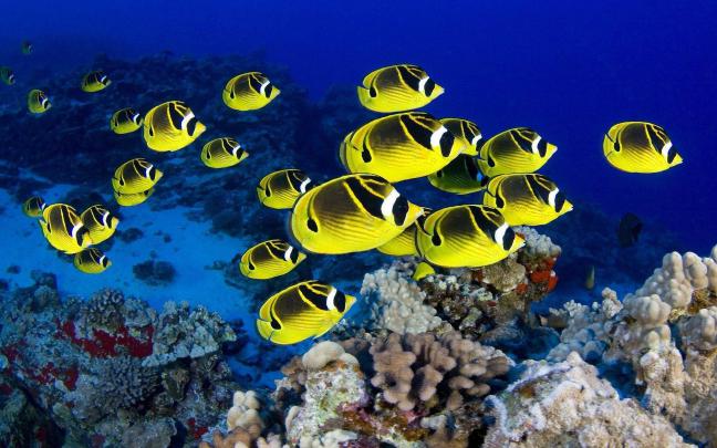 Tropical Fish Backgrounds