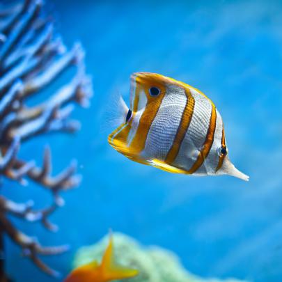 Tropical Fish Desktop Wallpaper -