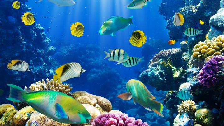 Tropical Fish Backgrounds \u00b7\u2460 