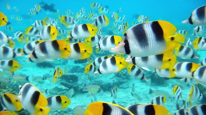 Tropical Fish Backgrounds