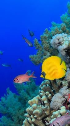Tropical Fish Wallpaper (63+ images)