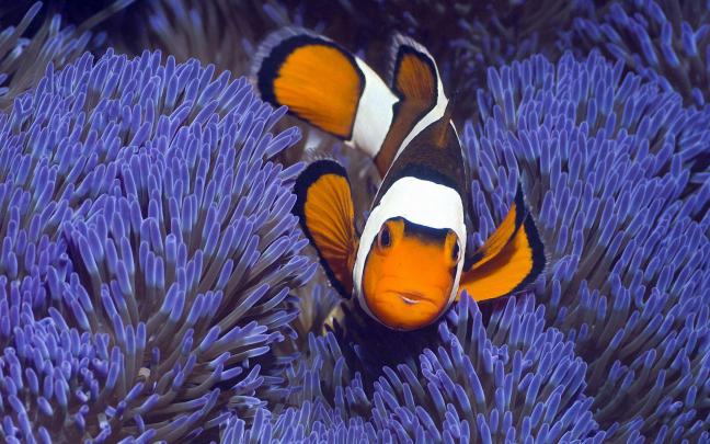 Tropical Fish Backgrounds