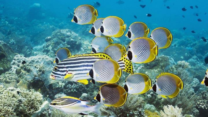 Tropical Fish Backgrounds