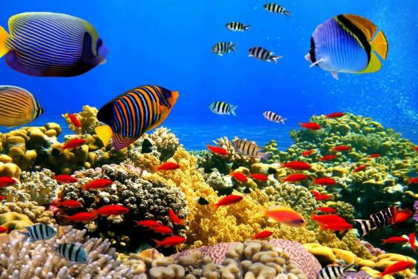 Tropical Fish Backgrounds \u00b7\u2460 
