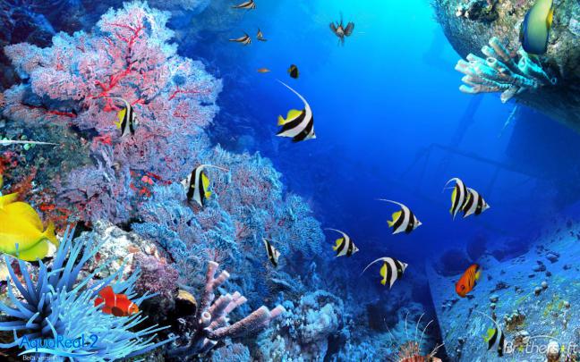 Animated Fish Aquarium Desktop Wallpapers -