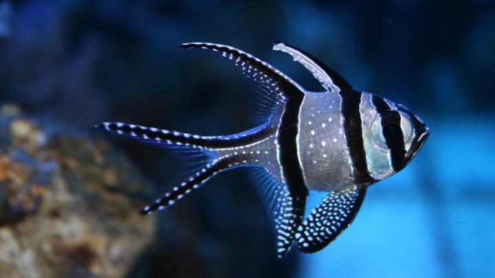 Tropical Fish Wallpaper (63+ images)