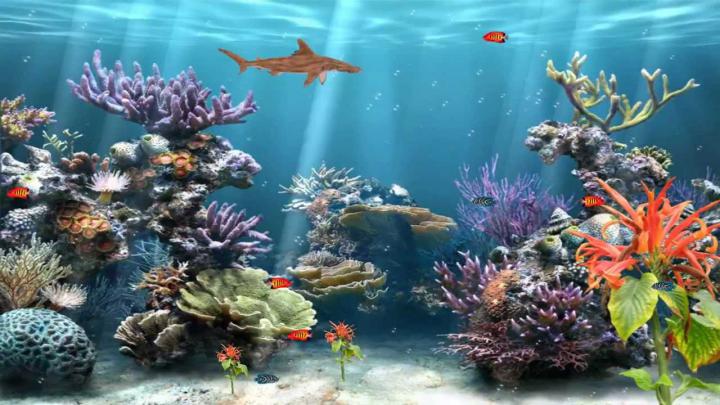 Animated Fish Aquarium Desktop Wallpapers -
