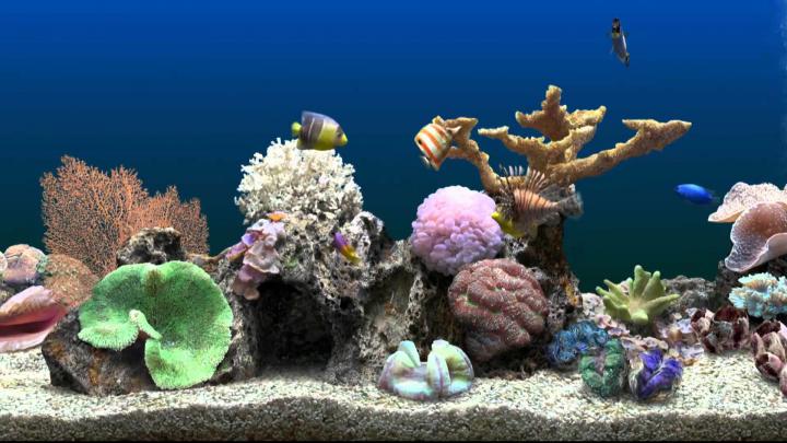 Animated Aquarium Desktop Wallpaper (53+ images)