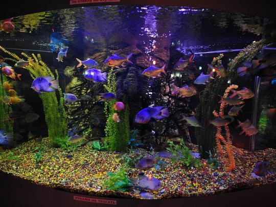 Animated Fish Aquarium Desktop Wallpapers -