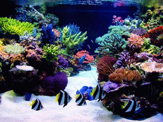 animal aquarium Aquarium \u2013 Animals Fish HD Desktop Wallpaper