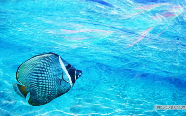 Tropical Fish Backgrounds \u00b7\u2460 