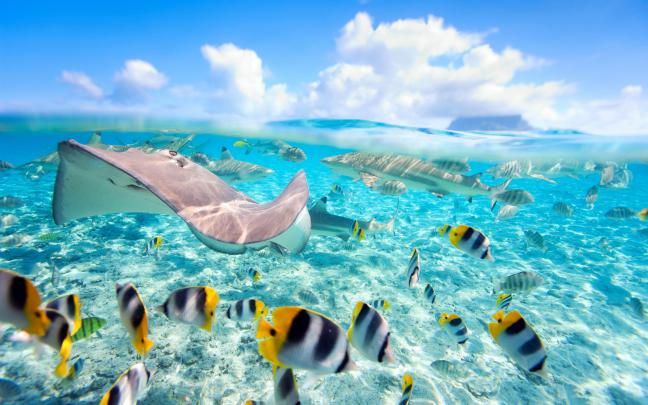 Tropical Fish Backgrounds \u00b7\u2460 