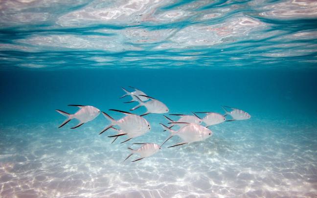 Tropical Fish Wallpaper \u00b7\u2460 