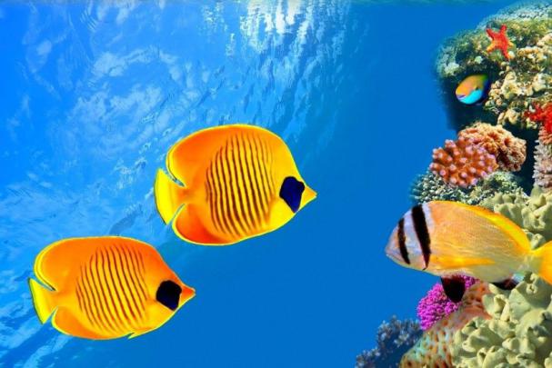 Tropical Fish Wallpaper \u00b7\u2460 