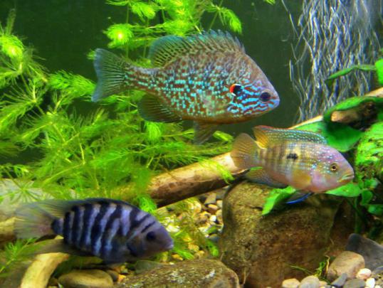 cichlid, Tropical, Fish Wallpapers HD \/ Desktop and Mobile Backgrounds