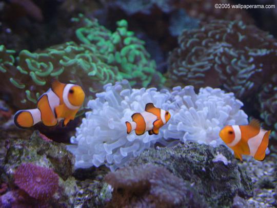 Fish Aquarium Wallpaper