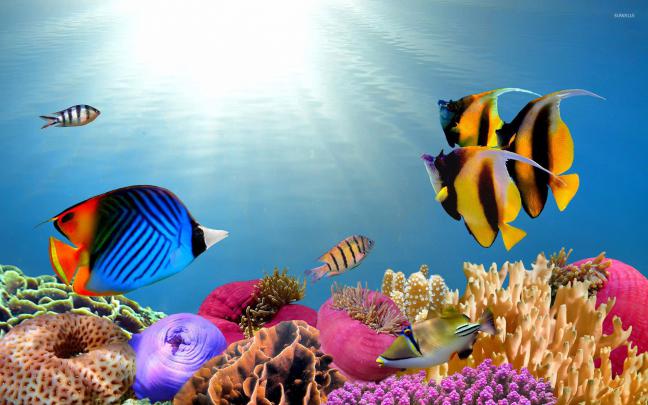 Tropical Fish Wallpaper \u00b7\u2460 