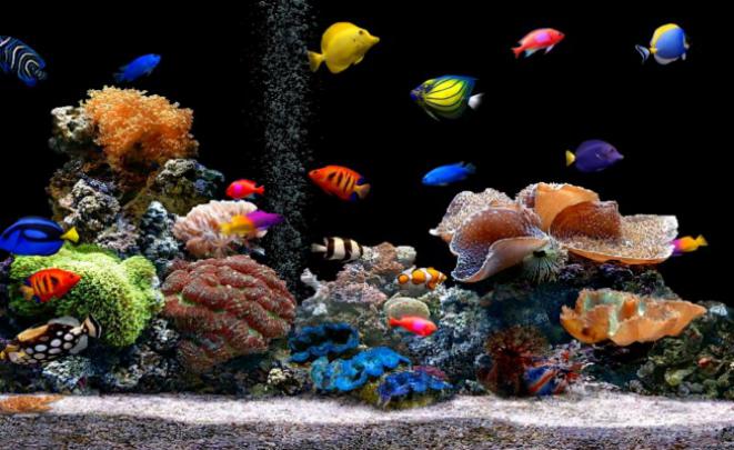 Download Free Download Live Hd Wallpaper Fish Aquarium 3d Desktop 