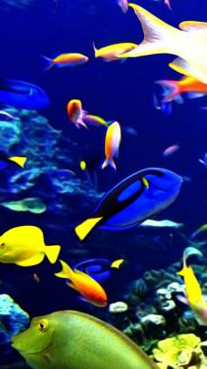 Tropical Fish Backgrounds \u00b7\u2460 