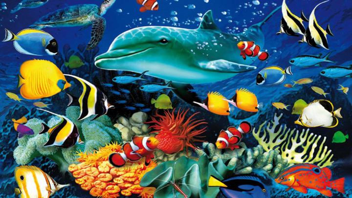 Tropical Fish Wallpaper \u00b7\u2460 