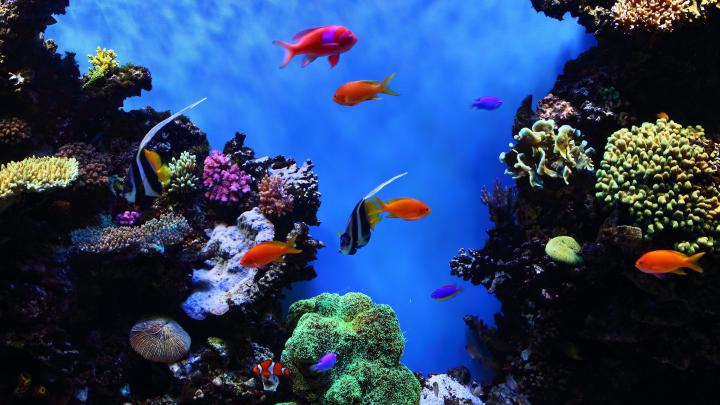 Tropical Fish Wallpaper \u00b7\u2460 
