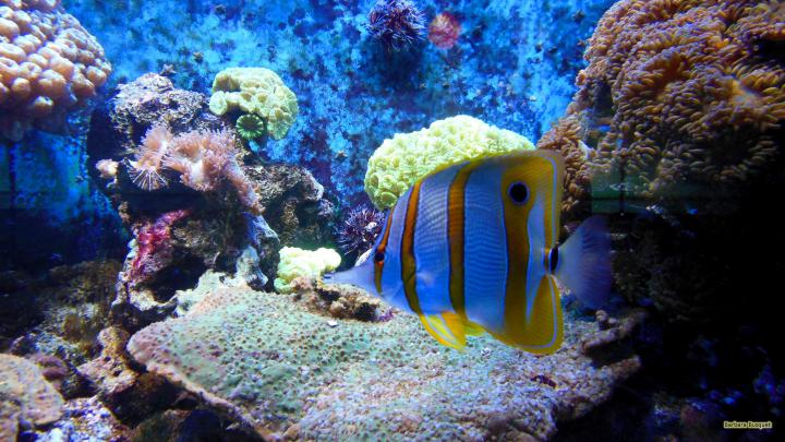 Tropical Fish Wallpaper (63+ images)