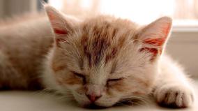 Cat Hd Wallpaper 1920x1080