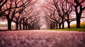 Cherry Blossom Wallpaper Desktop 1920x1080