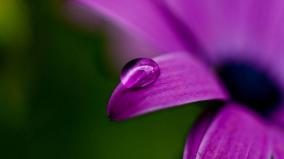Desktop Wallpaper 3d Flowers
