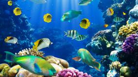 Desktop Wallpaper Aquarium Fish