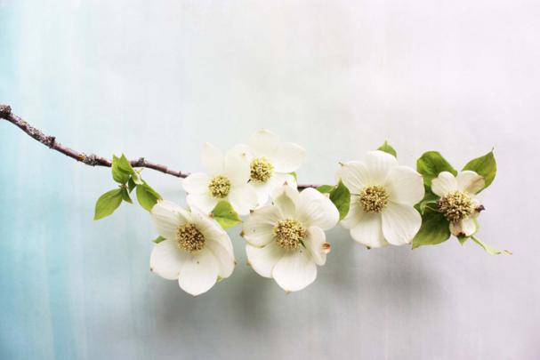 New Desktop Wallpaper | Dogwood | Poppytalk